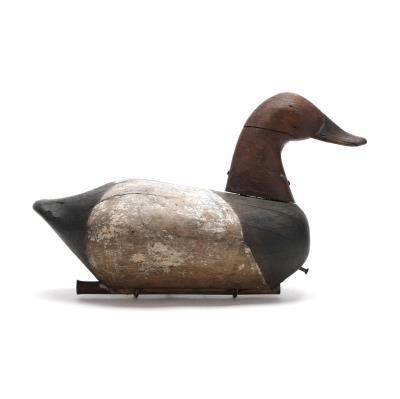 Canvasback