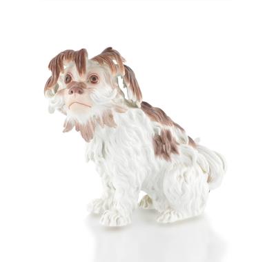 Bolognese Dog