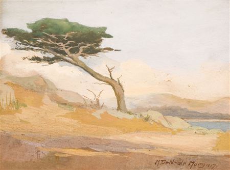"Lone Cypress Tree"