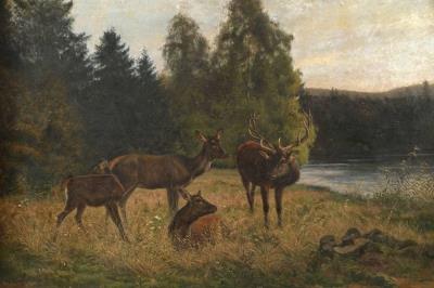 Wild auf der Waldlichtung