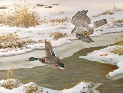 Goshawk hunting a mallard