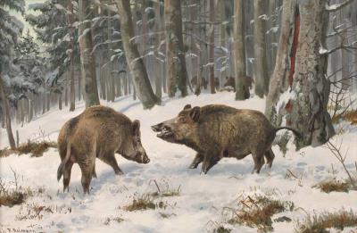 Wild boars in winter forest