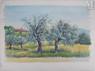 Olive trees at Callian