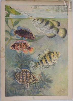 Ichthyology chart: Blue Perch, Leaf Fish and Angelfish, 1949