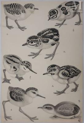 Ornithological plate: Chicks (Maubèche, Plover and Stilt)
