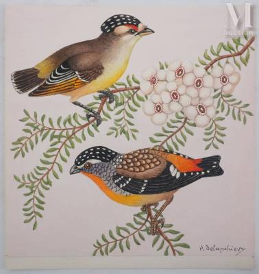 Ornithological plate: Spotted birds on flowering branch