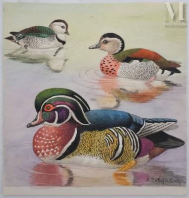 Ornithological plate: Ring-necked Teal and Carolinian Duck