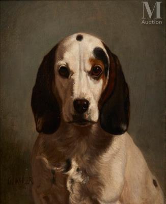 The dog Lumino