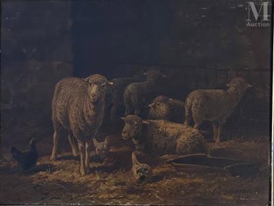 Sheep