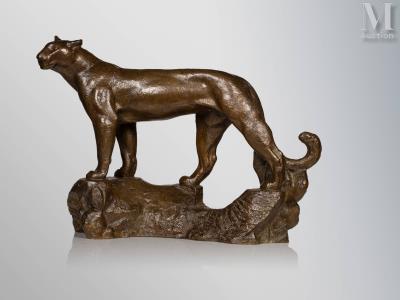 Panther on rocks