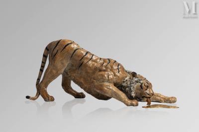 Thirst for tiger
