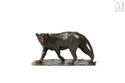 Lioness turning