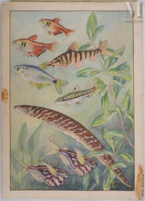 Ichthyology Chart: Rio Tetra, Marbled Hatchet and Eel