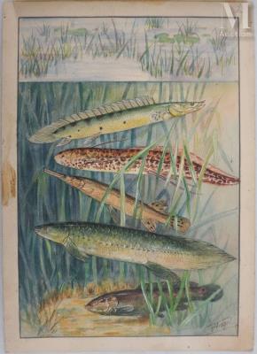 Ichthyology plate: Polypterans, Bonefish and Pastorfish