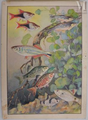 Ichthyology Plate: Harlequin Rasbora, Zebra Fish and Barbus