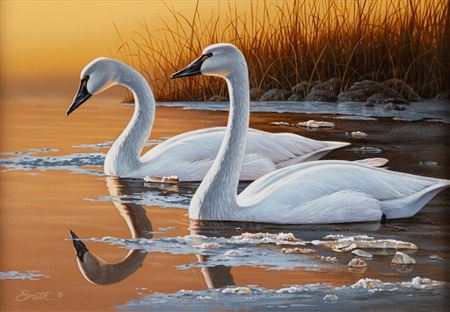 Swans