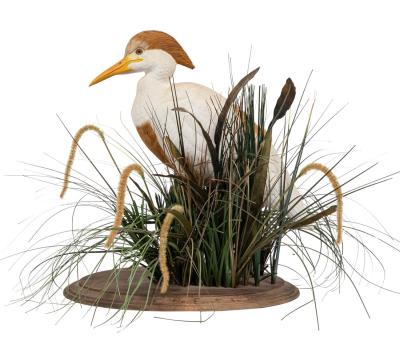 Cattle Egret