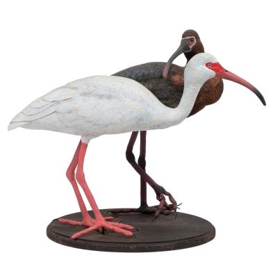 White & White Faced Ibis
