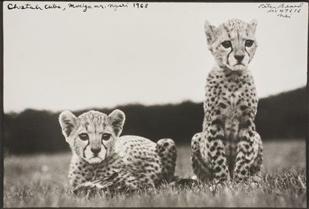 Cheetah Cubs, Mweiga nr. Nyeri