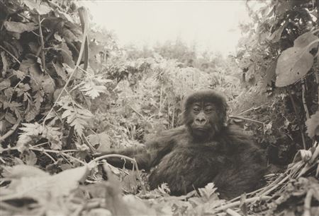One year old Mt. gorilla in Rwanda (before the genocide) for The End of the Game