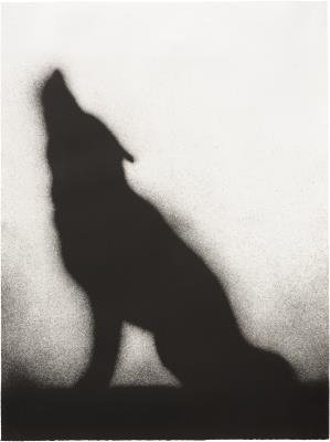 Coyote