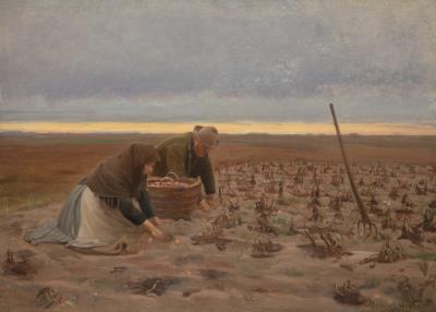 Potato Harvest