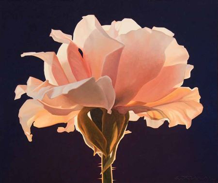 Peach Rose