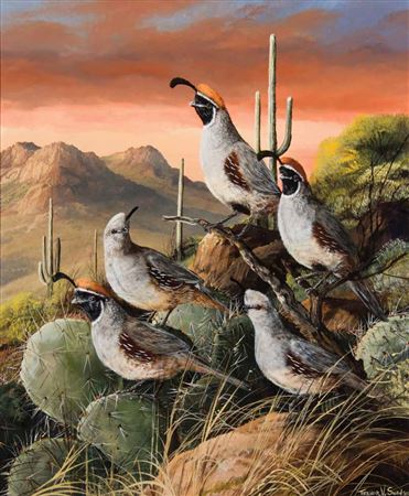 Arizona Quail