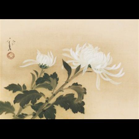 White Chrysanthemum