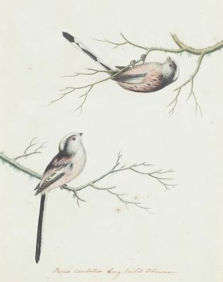 Paris Caudatus, Long-Tail’d Titmouse by Reverend Christopher Atkinson - Auction record, sale price, and art valuation. Compare with similar artists and explore comparable artworks.