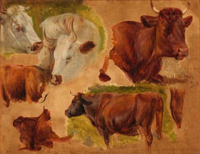 Studies of Bulls