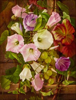 Morning Glories