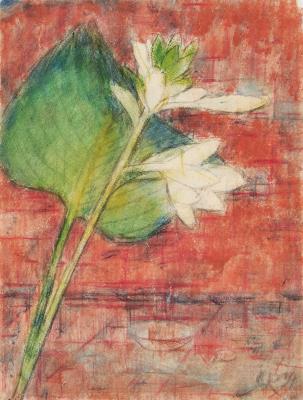 Herzblattlilien auf Rotem Grund (Heart-Shaped Lilies on a Red Background)