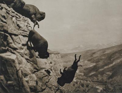 Untitled (Buffaloes)
