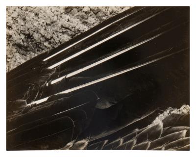 Quills and Barbs (Pelican's Wing)