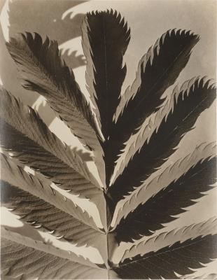 Leaf Pattern by Imogen Cunningham - Auction record, sale price, and art valuation. Compare with similar artists and explore comparable artworks.