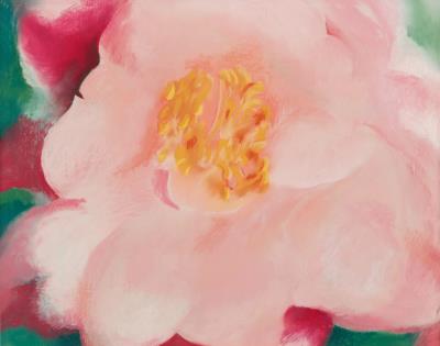 Pink Camellia