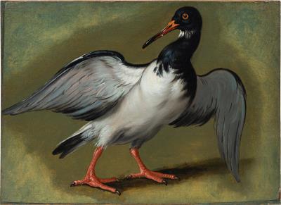 Oystercatcher