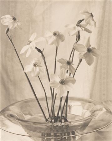 Narcissus