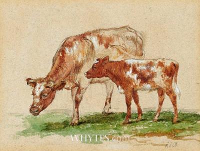 STUDY OF COW AND CALF
