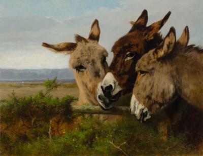 Old Friends: Three Donkeys feeding on a Gorse Bush
