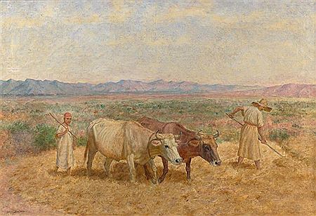 Les moissons dans les Hauts-Plateaux en Algérie
