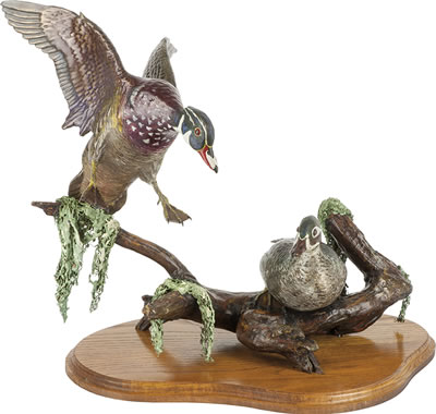 Wood Ducks