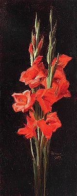 Gladiolus