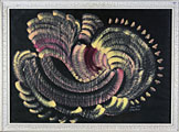 SYMBIOSIS OF LIFE