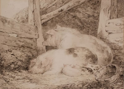 Sow and Piglets