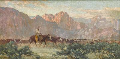 Herding cattle