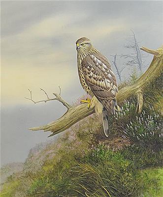 Juvenile Northern Goshawk (Accipiter gentilis) on branch