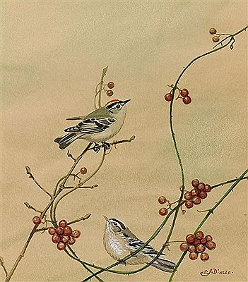 Golden Crowned Kinglet