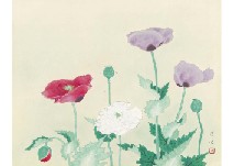 Poppy